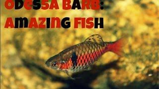 Odessa Barb Amazing Fish