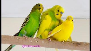 Budgies mating  Verde the male budgie double mating with Midori and Jasperine the female budgies