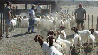  Excellent Group of Boer Pieter Smith South African Goats