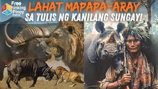 PARA SAAN ANG SUNGAY NG HAYOP  Horns in Animal Kingdom