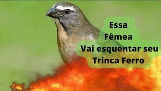 FÊMEA de TRINCA FERRO cantado Esquenta macho Trinca ferro