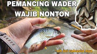 Mancing Wader Se Seru Itu ⁉️ TEKNIK DAN UMPAN GACOR UNTUK MANCING WADER BABON