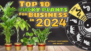 TOP 10 LUCKY PLANTS FOR BUSINESS IN 2024  10 Swerteng halaman para sa negosyo at swerte sa pera