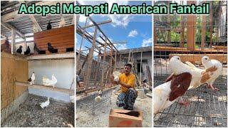 Merpati kipas baruku American Fantail