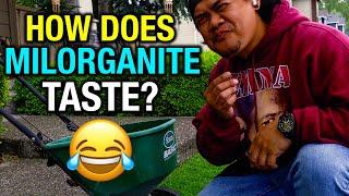 Milorganite How does it taste?  when to apply? Wet? Water it in? 