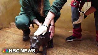 Watch Baby pygmy hippo makes its debut at a zoo in Athens Greece