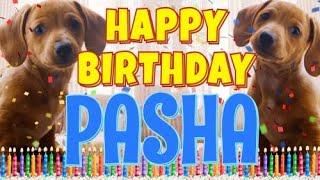 Happy Birthday Pasha  Funny Talking Dogs  What Is Free On My Birthday