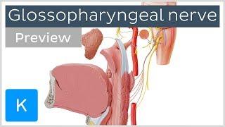 Glossopharyngeal nerve structure and pathway preview - Human Neuroanatomy  Kenhub