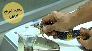Banded Krait Bungarus fasciatus venom extraction at Bangkok Snake Farm Thailand