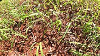 Plantios de inverno com picos de 33 graus sem chuva