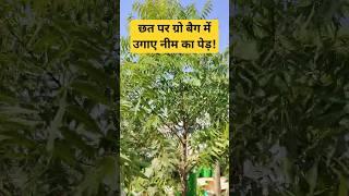 छत पर ग्रो बैग में उगाएं नीम का पेड़  Grow neem tree in a grow bag on terrace #shorts #gardening