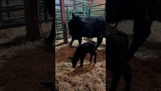 First calf of 2024️