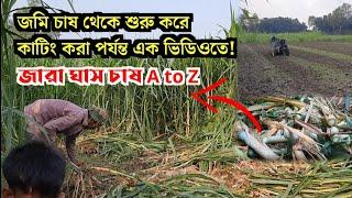 ঘাস চাষ পদ্ধতি ll goat farming in bangladesh ll zara-1 hybrid grass.