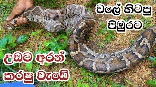 පිඹුරව වලෙන් ගත්තට පස්සේ දැක්ක දෙයින් පුදුම උනා