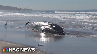 Beachgoers stunned after 52-foot fin whale washes ashore in California