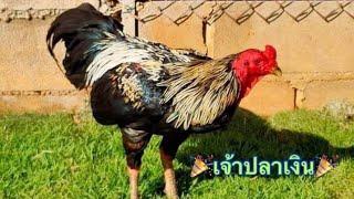 @BojongRoosterFarm Review Terbaru Line Mangon Legend Dari Mr.Kowsem & Pama Mr.Bird  Masih Idola