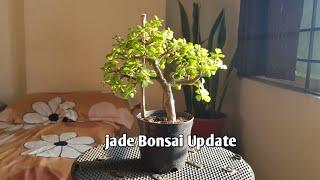 jade bonsai  training since 2 years