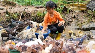 Growing ginger. Harvest green vegetables to sell at the market. Daily life of orphans