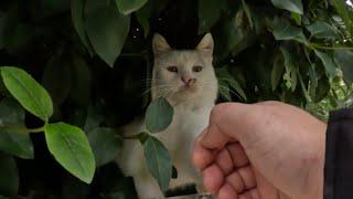 Extremely skittish kitten tries to trust a human for the first time in her life