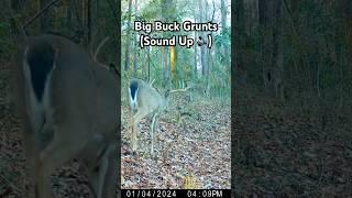 Mature Whitetail Deer #animalshorts #deer #trailcam #wildlife #hunting