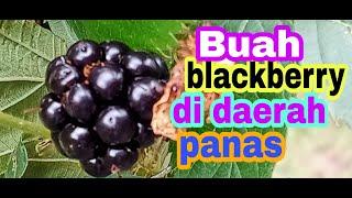 Cara menanam blackberry sampai berbuah di daerah panas