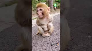 Monkey Status - Aise bhole ban kar hain baithe Song Mix Video Status