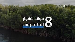 8 فوائد لأشجار المانجروف