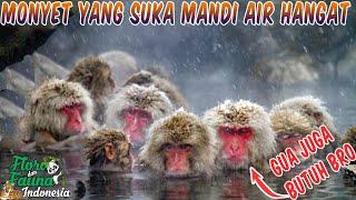 Mirip Seperti Manusia Monyet Jepang Suka Berendam di Air Panas dan Mencuci Makanan