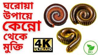 টবের কেন্নো থেকে এক মিনিটে মুক্তি  How to Get Rid of Millipedes Naturally  RAJ Gardens  4K