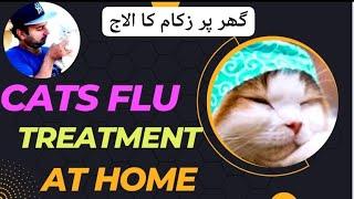 Cat flu treatment at home  Full explanation about persian cats flu  Urdu  Hindi