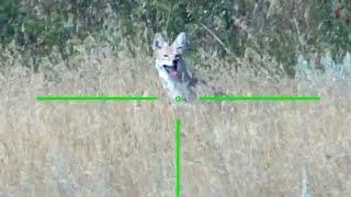 Coyote DRT  6MM ARC SUPPRESSED  #wildlife #hunting  #predators #shorts
