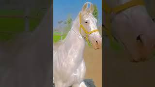 दुनिया का सबसे सुंदर घोड़ा #shortsfeed #viral