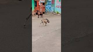 Viral Kambing Berkepala Kaleng #shorts #shortsfeed #funny