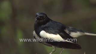 Oriental Magpie-Robin Songbird makes calls and poops as well