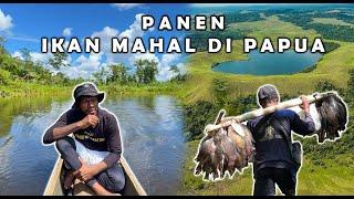 Catching the Most Expensive Fish in Papua? Life in the Village and Cooking Fish in the lake