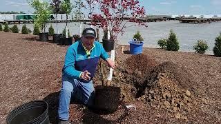 How To Plant A Container Grown Tree Shorter version