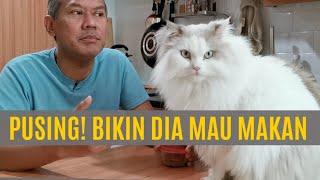 Kucing Tidak Mau Makan - Ini Solusinya