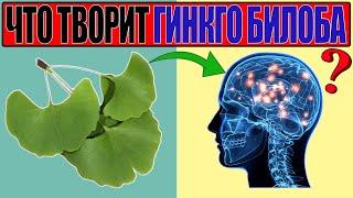 ЧЕМ ПОЛЕЗЕН ГИНКГО БИЛОБА? ПОЛЬЗА GINKGO BILOBA ДЛЯ ЗДОРОВЬЯ