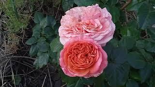 Роза Мэри Энн. Чайно-гибридная или спрей роза. Первогодка