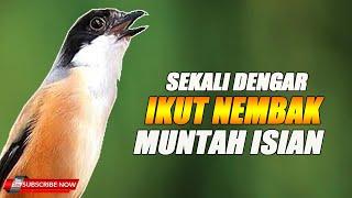 CENDET GACOR FULL MATERI SEKALI DENGAR LANGSUNG NYAMBAR MUNTAH ISIAN 