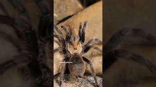 Tarantulas Of The United States of America