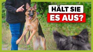 HUNDEBEGEGNUNG an der Leine So bleibt dein Hund entspannt sitzen