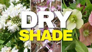 Tough Plants for Dry Shade Gardens