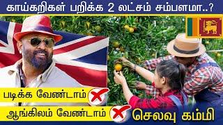 காய்கறிகள் பறிக்க 2 லட்சம் சம்பளமா?  படிப்பு வேண்டாம் ஆங்கில வேண்டாம் London Tamilan