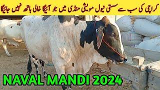 Naval Mandi 2024  Latest Rate update Naval Moach goth Maweshi Mandi  Karachi ki sub se sasti Mandi