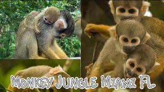 Monkey Jungle Miami