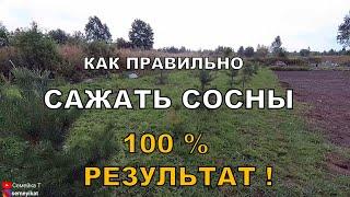 Посадка сосны. Сажаем сосны. Как посадить сосну. Как пересаживать сосны. Сосны на своём участке.