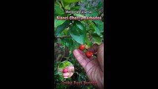 Kenalan Dengan Pohon Sianci Cherry Barbados #sianci #bonsaisianci #cherrybarbados