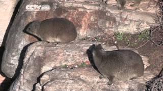 South Africas Wonder Beast Rock Hyrax