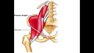 Two Minutes of Anatomy Hip Flexors